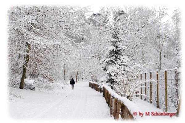 Wolfspark im Schnee